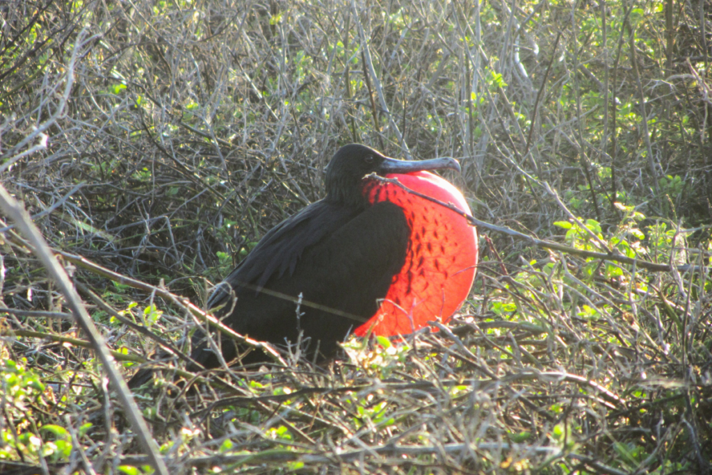 Our Galapagos Island G Adventures. Galapagos bird. Family trips with G adventures